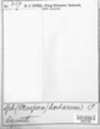 Stemphylium vesicarium image